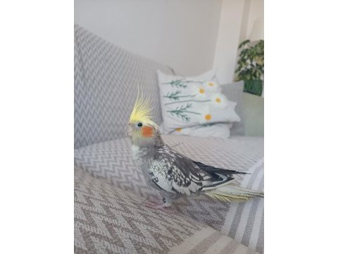 Yurtdışına çıkacağım için kuşumu satıyorum