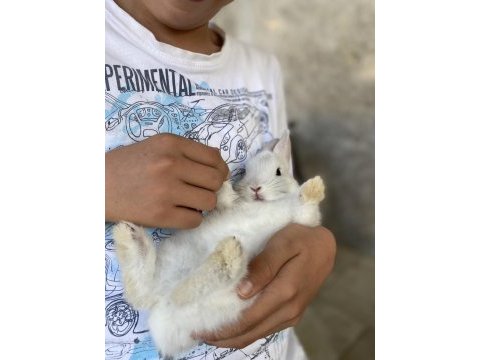 Cüce tavşan burdur