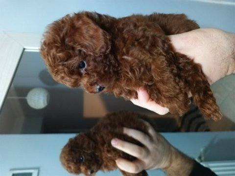 Kore tea cup poodle yavruları