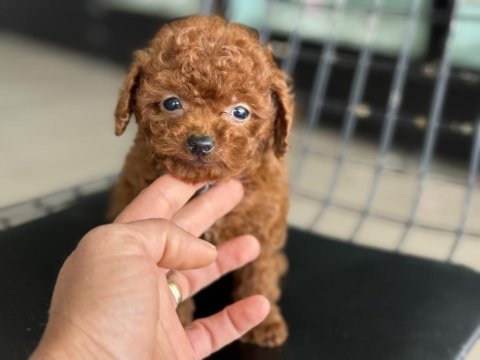 Show kalite tea cup kore poodle ziyarete açık