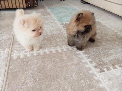 Pomeranian yavrularımız