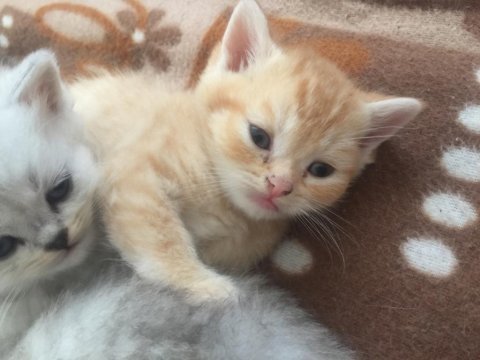Hemen teslim british shorthair yavrularımız