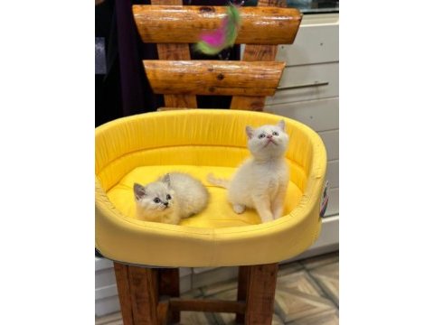 British shorthair yavrularımız