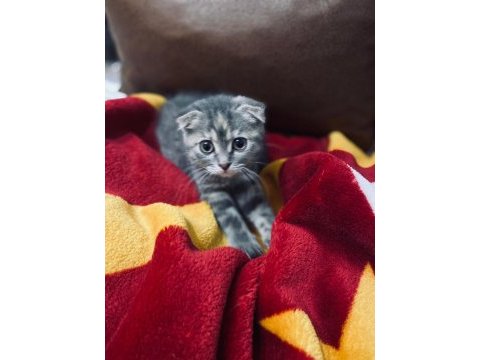 Acil scottish fold sahiplendirme