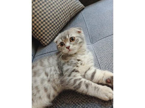 Scottish fold erkek kedimi veriyorum