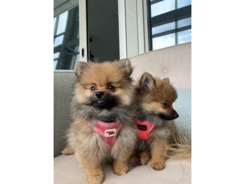 Ukrayna menşeili anne babadan pomeranian