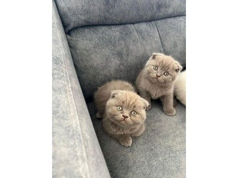 Ayı suratlı scottish fold yavrularim