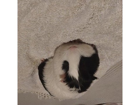 6 aylık erkek yavru guinea pig