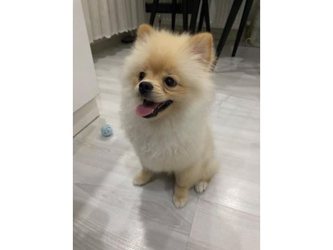 Pomeranian boo 7 aylık