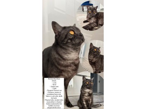 Ücretsiz british shorthair kedimiz