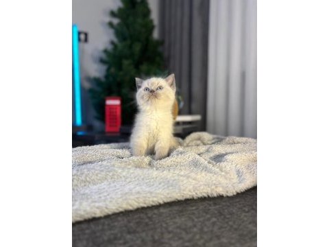 Teslime hazır british longhair pamuk yumağı minnoş