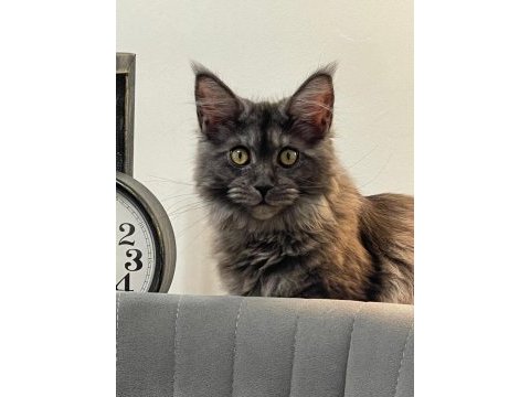 Eş arama ilanı maine coon