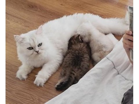 Safkan anne ve babadan british longhair
