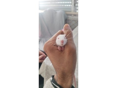 30 günlük ele alışık rat bebekler