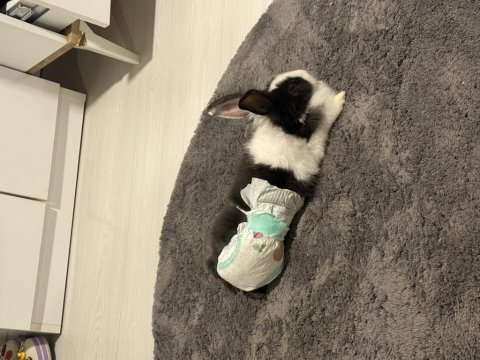 Erkek tavşanımız