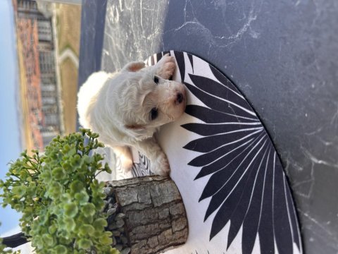 White maltese anne baba şecereli bembeyaz renk garantili