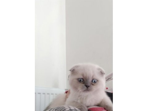 Oyuncu scottish fold 2.5 aylık