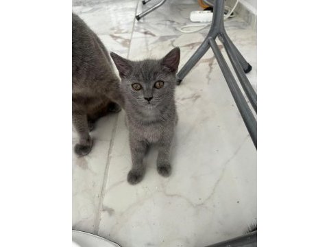 2,5 aylık scottish fold ve british shorthair yavrular