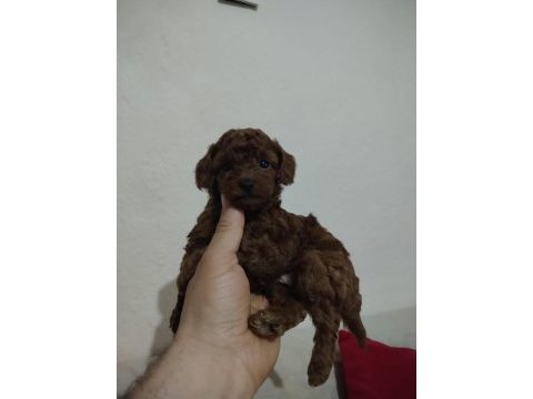 Orjinal toy poodle