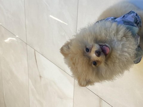 Dişi pomeranian boo yavrumuz