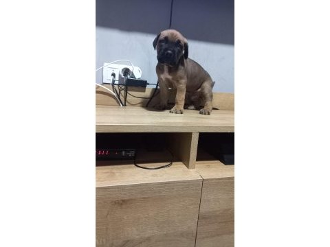 Yavru cane corso