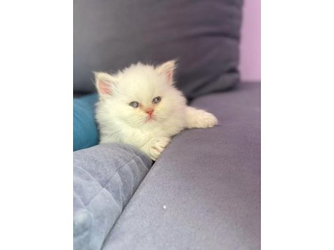 2 aylık british longhair dişi