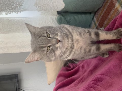 British shorthair kedisi