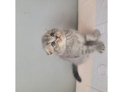 Kendi kedimin yavruları sahiplendireceğim