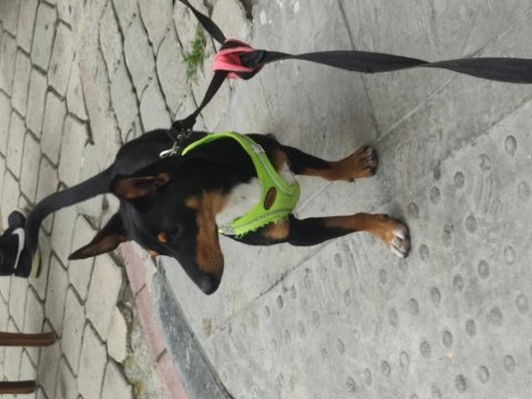 7 aylık pinscher yavrumuz sahiplendirilecek