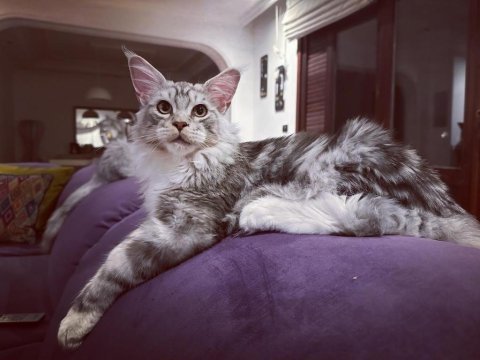 Yalnızca ömürlük tecrübeli ailelere safkan maine coon