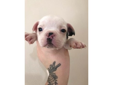 5 erkek yavru french bulldog sahiplenilmeyi bekliyor