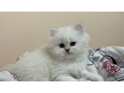 Masmavi gözlü british longhair dişi yavru