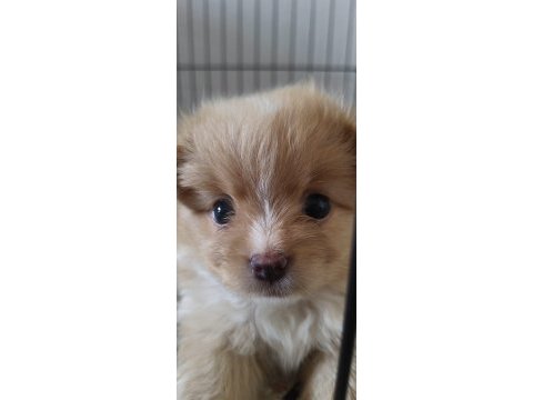 Pomeranian dişi mikro imperium