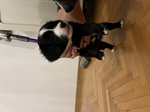 5 adet yavru köpeğimizi sahiplendiriyoruz