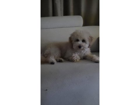 Toy poodle erkek 6 aylık