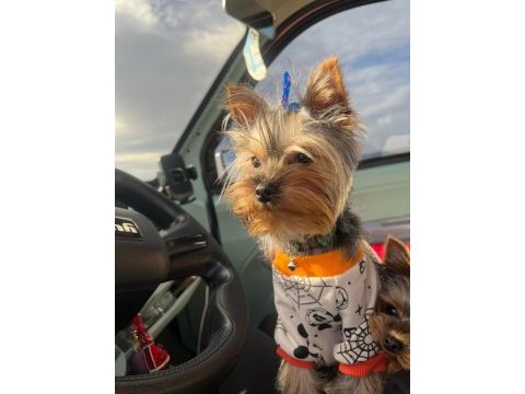 İstanbul beylikdüzü yorkshire terrier