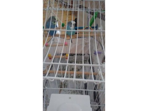 2 adet muhabbet kuşu kafes ve diğer malzemeleriyle