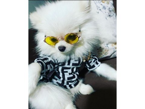Pomeranian boo erkek