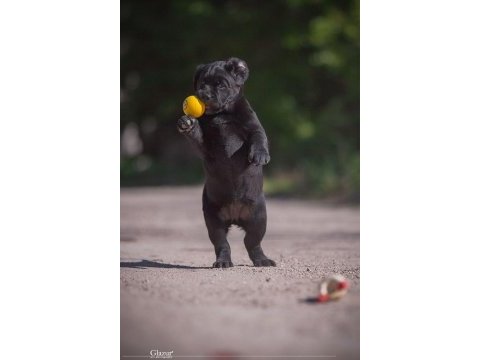 Fci şecereli labrador retriever