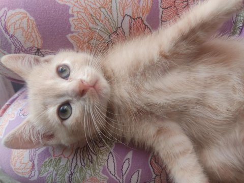 British shorthair aslan parçası yeni yuvasını arıyor
