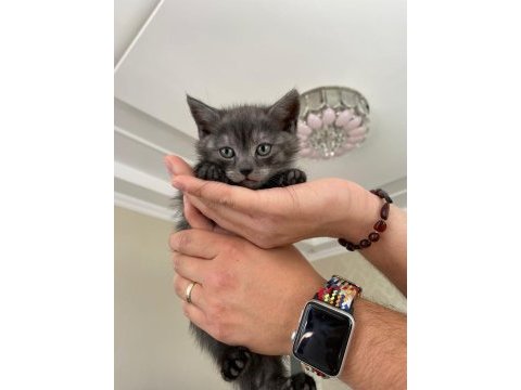 2 aylık british shorthair