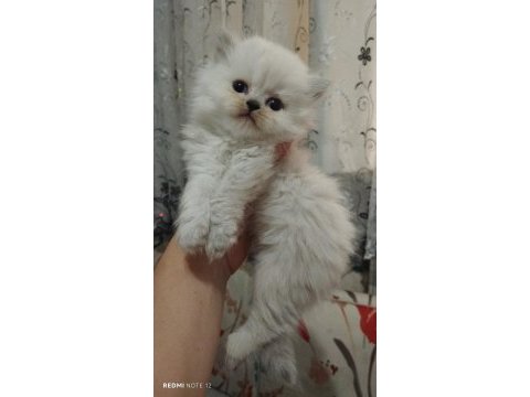 British longhair kediler