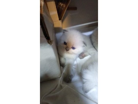 Scottish fold yavrular