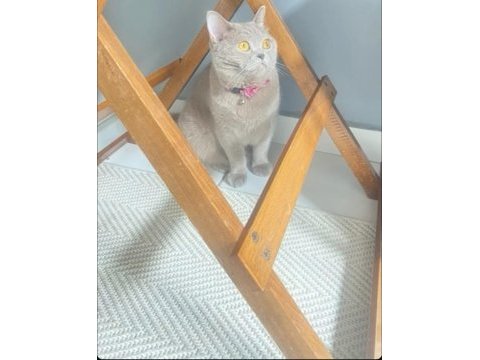 Kedi sahiplendirmek istiyorum