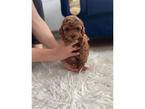 Toy poodle yavrularımız 50 günlük sağlıklı