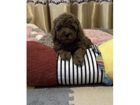 Toy poodle köpekleri