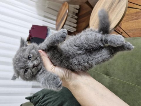 Erkek british shorthair yavru mama ve kum alışkanlığı mevcut