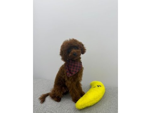 Toy poodle 4 aylık