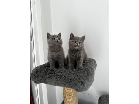 Gri british shorthair cinsi yavrumuza yuva arıyoruz