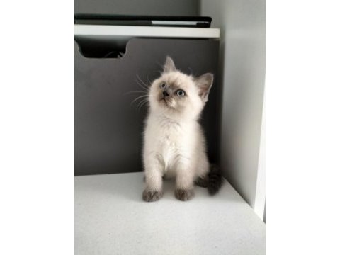 British shorthair blue point erkek yavrum